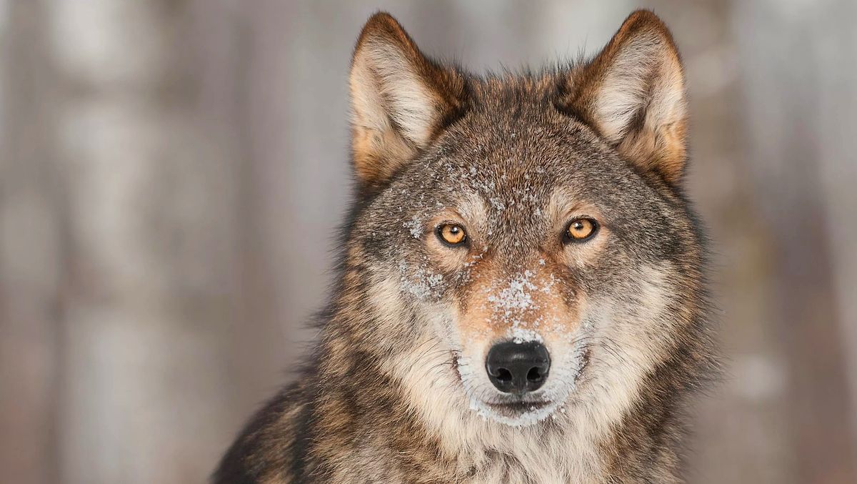 Выход волка. 10 Волк. Воук. Волчий блог. As mean as a Wolf.