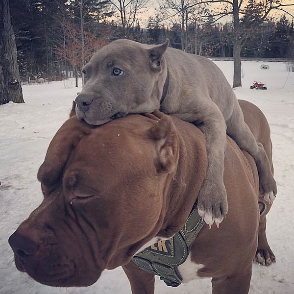 11. Отцовство