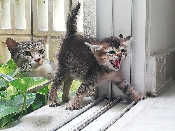 19. Сегодня бездомная кошка решила привести своего котенка в дом поблизости. Котенок был чрезвычайно агрессивен, но мама была на удивление спокойна