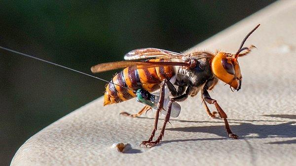 Asya dev eşek arısı ya da Latince adıyla Vespa Mandarinia, dünyadaki en tehlikeli eşek arısı olarak biliniyor.