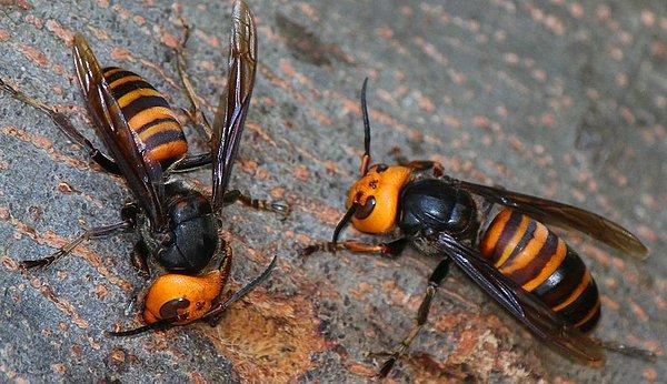 3. Bilim insanları istilacı bir tür olan eşek arılarını yakalamak için onların zaafından yararlanıp yeni bir yöntem geliştirdi. Araştırmacılar, kraliçe arının seks feromonlarıyla erkek arıları kandırarak tuzağa düşürmeyi öneriyor...