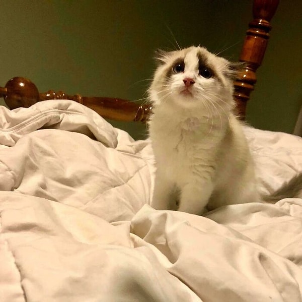 10. Крошка испугалась