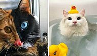 16 фотографий милых кошек, которые сделают ваш день намного лучше