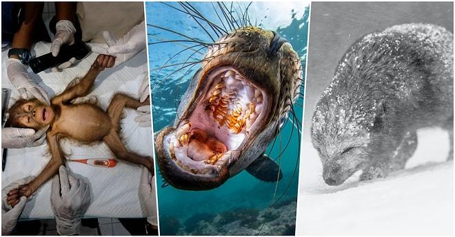 Hayvanların Hayatlarından En Samimi ve Doğal Anları Gözler Önüne Seren Ödüllü Fotoğraflar
