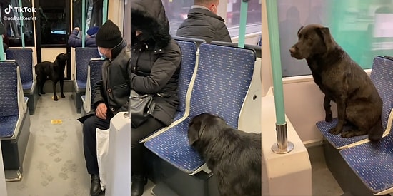 İstanbul'da Toplu Taşımada Seyahat Eden Köpek Dostumuzun, Oturan Kadını Kaldırıp Kendi Oturduğu Anlar