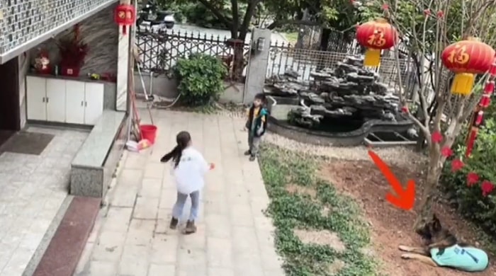 Kurgu mu Gerçek mi? Topu Almaya Çalışan Çocuğu Tehlikeden Uzaklaştırıp, Sudaki Topu Sopayla Alan Köpek