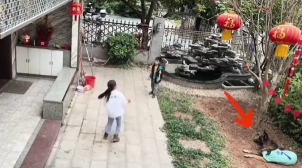 Kurgu mu Gerçek mi? Topu Almaya Çalışan Çocuğu Tehlikeden Uzaklaştırıp, Sudaki Topu Sopayla Alan Köpek