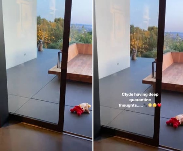 10. Дженнифер Энистон опубликовала фотографию своей собаки, которая "глубоко думала о карантине".