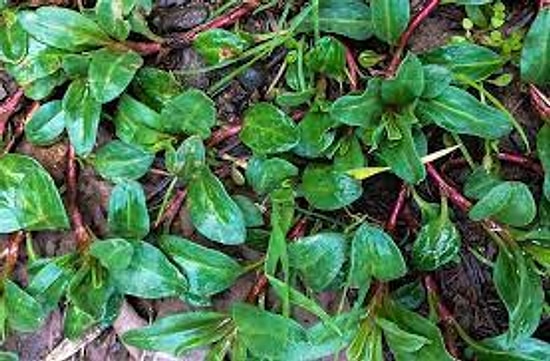 Madımak Nedir? Madımağın Vücuda Faydaları ve Zararları