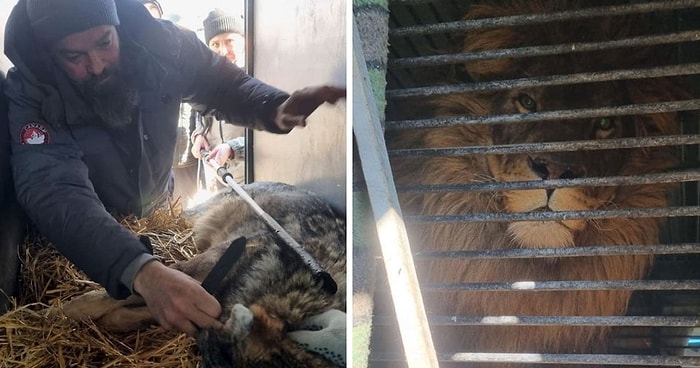 Трое британцев проехали почти 2000 км, чтобы эвакуировать льва и волка из Украинского зоопарка