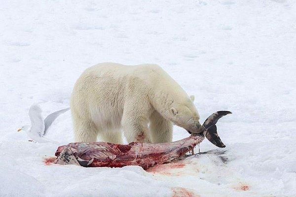 10. Kutup ayıları aslında düşündüğünüz kadar şirin varlıklar değiller...