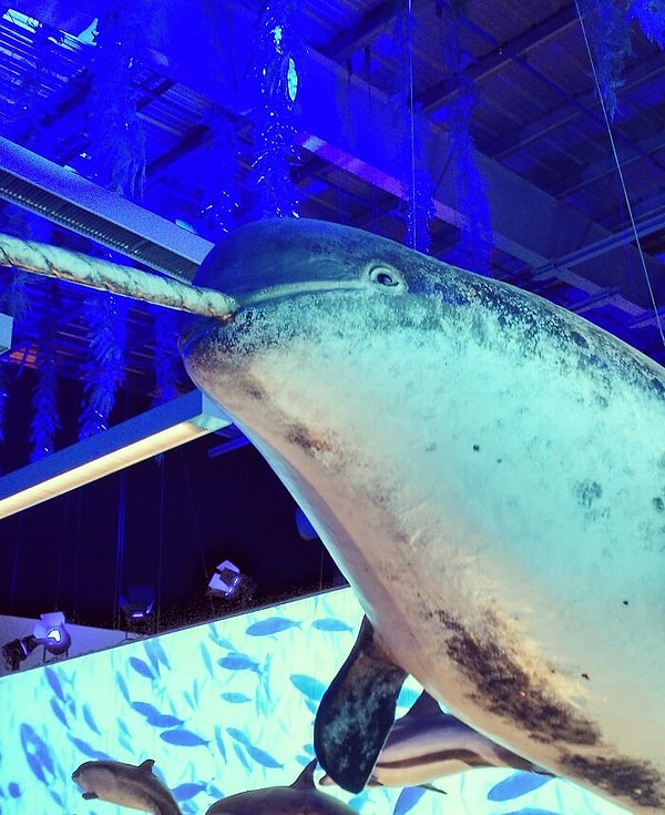 1. "Что нарвалы настоящие. Я думал, что это милые мифологические существа, пока не увидел брошь у друга и не спросил, не является ли она частью мифологической линии компании. Она спросила меня, считаю ли я нарвалов мифами, как единорогов. Я рассмеялся и сказал, что, конечно. Мне было 35"