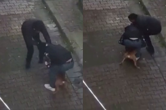 Aralarında En Masumu Pitbull: Köpeğin Sahibinin 9, Isırdığı Kişinin ise 23 Suç Kaydı Çıktı!