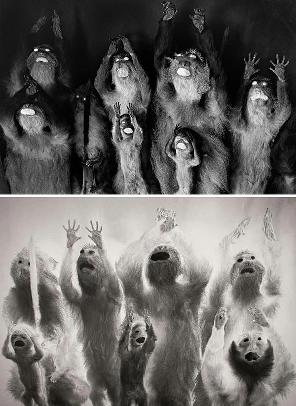 16. Тревожные фотографии особей обезьян с ватными шариками, сделанные Розамонд Перселл, из коллекции Гарвардского музея сравнительной зоологии