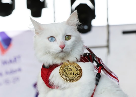 🐈 En Güzel Van Kedisi Seçilen Mia ile Tanışın!