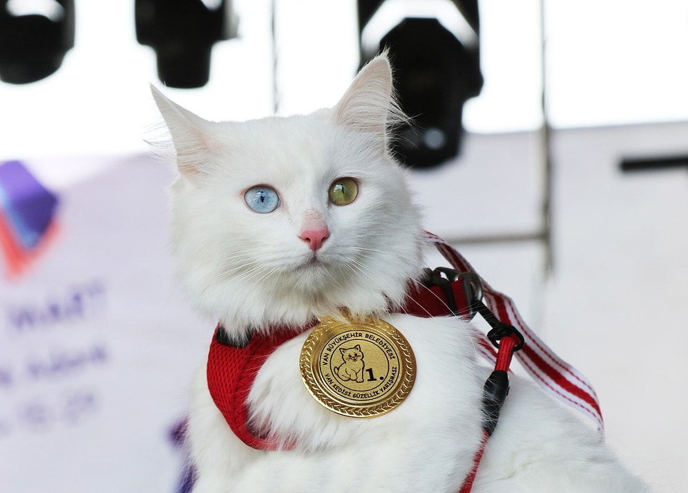 🐈 En Güzel Van Kedisi Seçilen Mia ile Tanışın!