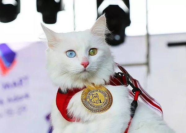 16. 32 kedinin podyuma çıktığı Van Kedisi Güzellik Yarışması'nda Mia birinci, Maya ikinci, Bulut üçüncü oldu.