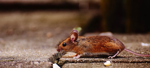 Fareler ileri düzey pankreas kanseri geliştirdiğinde tetanos içeren listeriya bakterileri de farelerin karnına enjekte edildi.
