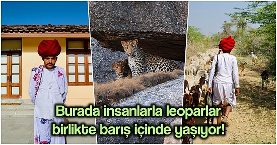 İnsanlarla Vahşi Kedilerin Bir Arada Yaşadığı “Leoparlar Ülkesi”