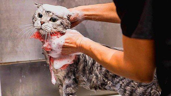 Kedinizin şampuanını hazırlayın.