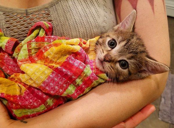 Eveeet, zorlu geçen bir banyo aşamasını daha tamamladık. Artık kedinizi havluya sarabilir, sonra da sarılıp uyuyabilirsiniz.🥺😻