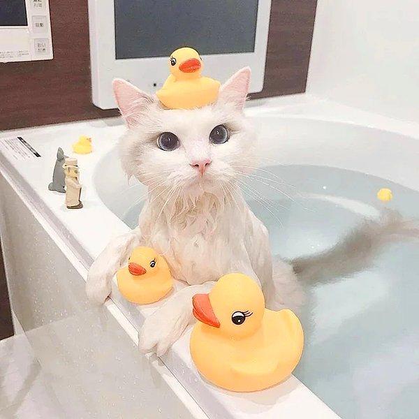 Yine aynı şekilde ılık bir suyla tüm şampuanı durulayın. Ayrıca bu işlemler boyunca kedinizin kafasına şampuan sürmemeye çalışın.