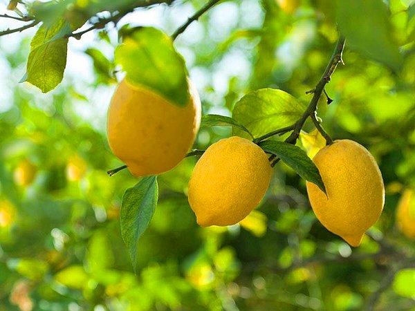 Limonun Vücuda Yararları Nelerdir? Limonun Faydaları ve Zararları