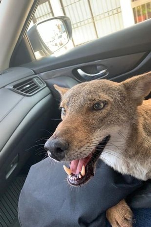 После прохождения рентгена было обнаружено, что Панчо получила две травмы шейки матки во время аварии, в результате чего она не могла двигать задними ногами или опорожнять кишечник.