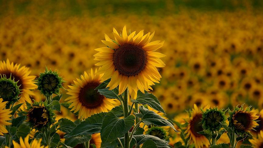 Türkiye'nin Ayçiçek Yağı Çıkmazı: Ucuza Satılıyor Ama Gören Yok! Görmek