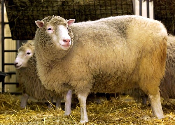 Dolly isimli koyun 1996'daki doğumunun ardından klonlanan ilk memeli olmuştu.