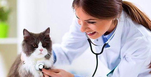 1. Düzenli olarak veterinere gidin.