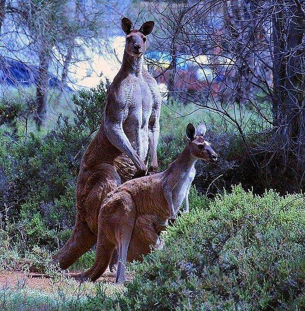 8. Kanguruların üç vajinası vardır.