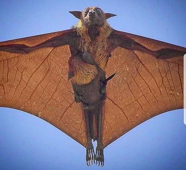 15. Ve son olarak, dünyanın en büyük yarasalarından biri olan bir uçan tilki: