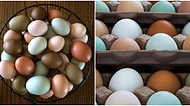 Tavuk Yumurtalarının Farklı Renklerde Olmasının Nedeni Nedir? Kahverengi Yumurta mı Beyaz Yumurta mı?