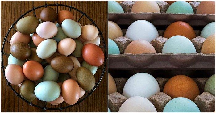 Tavuk Yumurtalarının Farklı Renklerde Olmasının Nedeni Nedir? Kahverengi Yumurta mı Beyaz Yumurta mı?