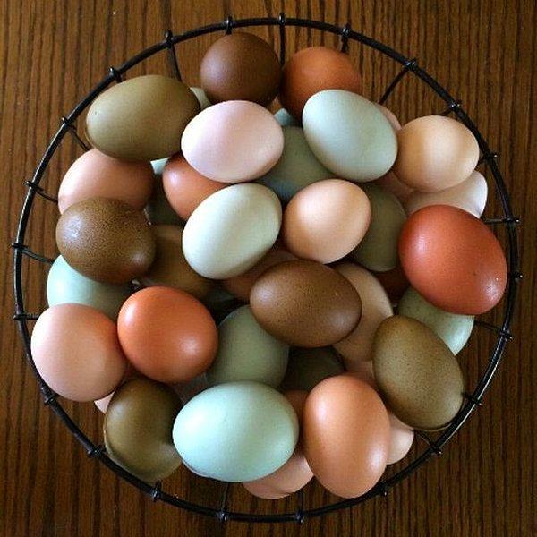 Tavukların yumurtalarında renklenmeye neden olan pigmentler vardır.