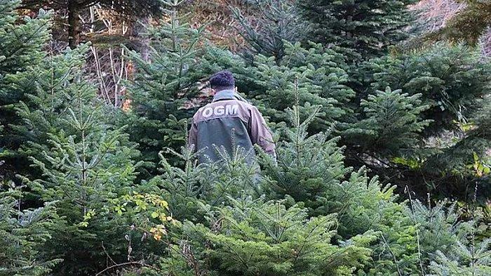 İŞKUR OGM Başvuru Ekranı: Orman Genel Müdürlüğü 5 Bin Geçici İşçi Başvuruları Başladı