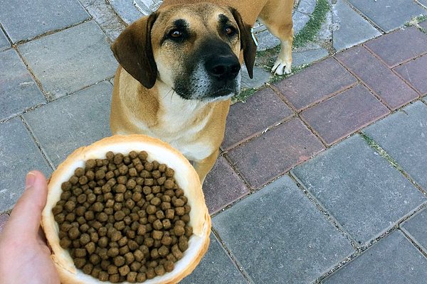 15. Ve son olarak; “Arkadaşımı köpeğimin mamasını yerken yakalamıştım. Ayrıca mama poşetinin yarısı nedense o evden giderken boşalmıştı.”