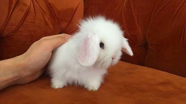 9. Bu tatlı tavşanın adı ne olabilir?
