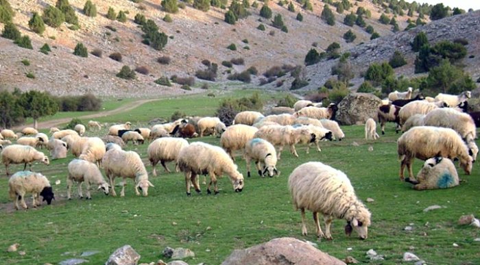 Kurbanlık Fiyatlarında Artış, Talepte Düşme Bekleniyor: Küçükbaş ve Büyükbaş Fiyatları Ne Olacak?