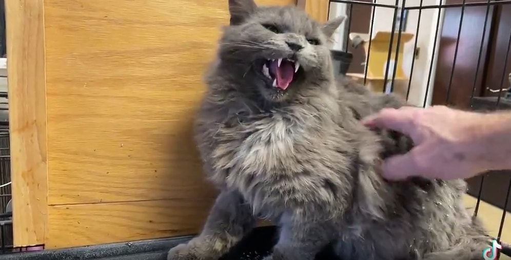 Zor Bir Hayat Yaşayan Aşırı Hırçın Kediyi Sevgisi ile Minnoş Bir Kediye Dönüştüren Güzel İnsan