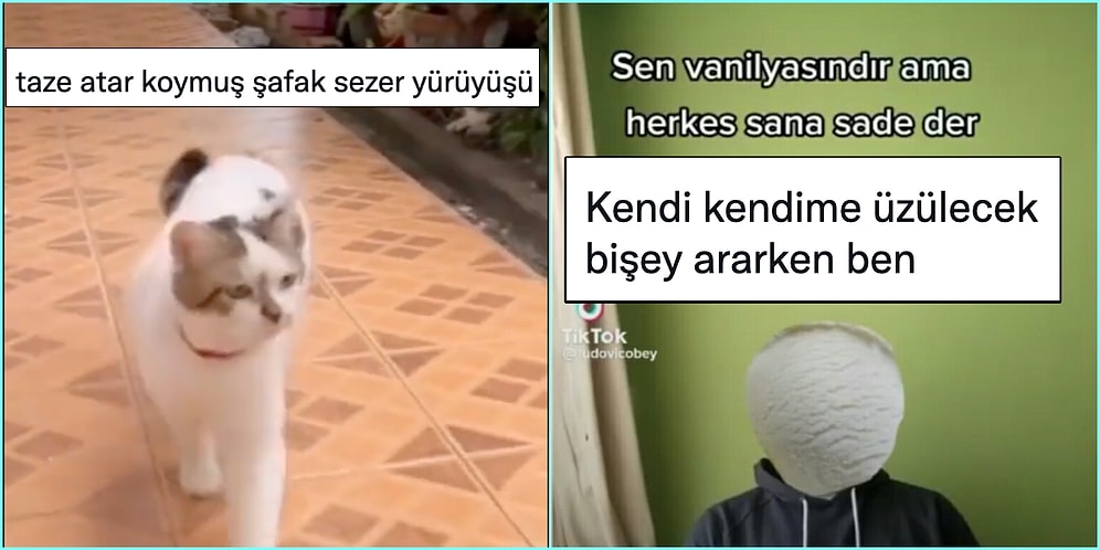 Şafak Sezer Gibi Yürüyen Kediden Üzülmek İçin Bahane Arayanlara Son 24 Saatin Viral Tweetleri