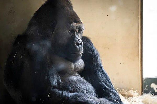 Sizleri Chicago Hayvanat Bahçesi’nden 16 yaşındaki Amare ile tanıştıralım. Kendisi 188 kiloluk bir goril.