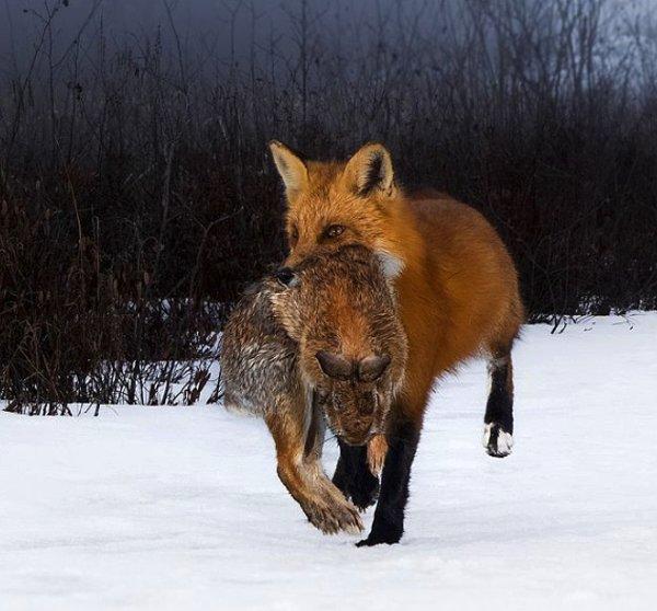 2. Pamuk kuyruklu bir tavşan avlayan ürkütücü bir kızıl tilki: