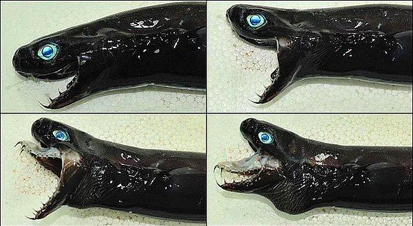 12. Daha önce hiç "viper" yani engerek köpek balığı görmüş müydünüz?
