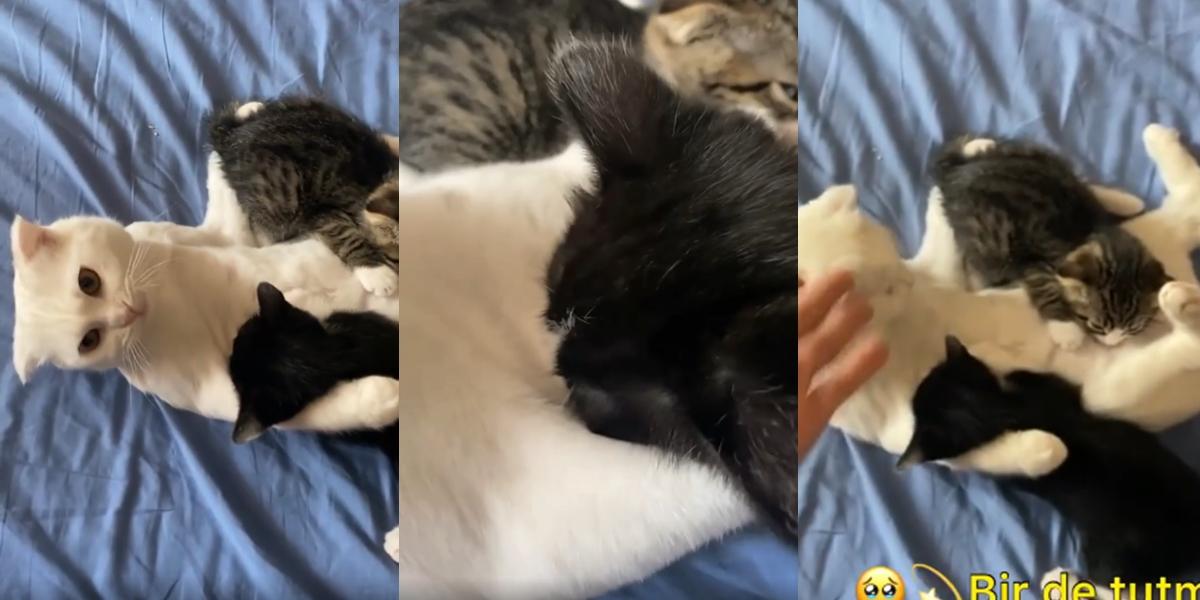 Yavru Kedileri Emzirmeye Çalışan Erkek Kedinin Hem Güldürecek Hem de Gözlerden Kalp Fışkırtan Görüntüleri