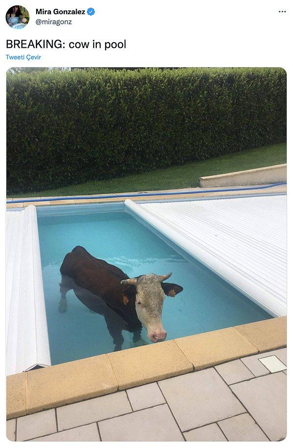 13. "SON DAKİKA: Havuzdaki inek"