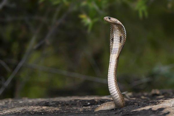 NBC News’in haberine göre evde neredeyse 4.5 metrelik bir Burma pitonu ve Maryland’de bulunması yasak olan zehirli kobralar, kara mambalar ile çıngıraklı yılanlar vardı.