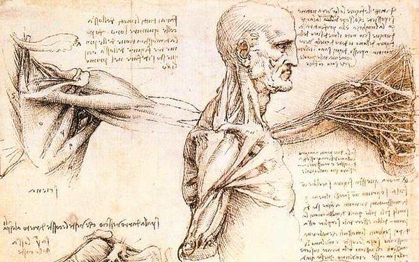 7. Da Vinci ve Michelangelo, insan anatomisini tam olarak anlamak için bir dizi deney yaptı.