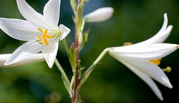 6. Bu güzel beyaz çiçeğin doğru ismi hangisidir?